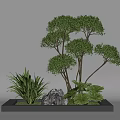 Decorative Green Plants Arrangement With Leafy Shrubs Stone And Rectangular Tray 3d model