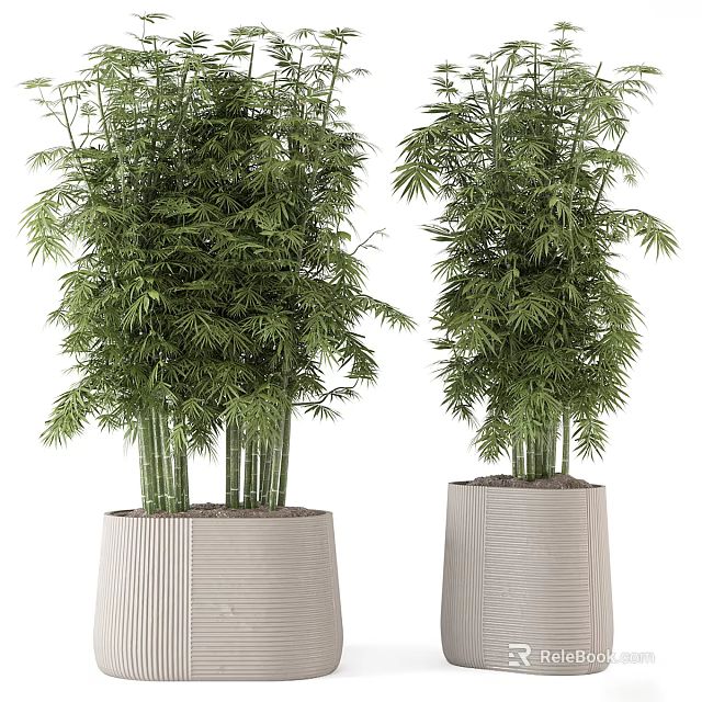 Lush Bamboo Bonsai Plant with Tall Stems and Green Leaves in Textured Pots 3d model 