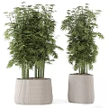 Lush Bamboo Bonsai Plant with Tall Stems and Green Leaves in Textured Pots