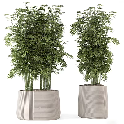 Lush Bamboo Bonsai Plant with Tall Stems and Green Leaves in Textured Pots 3d model