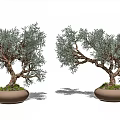 Two Bonsai Plants with Curved Trunks and Green Foliage in Brown Pots for Indoor Decoration