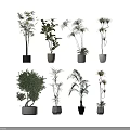 Various Bonsai Potted Plants With Different Leaf Types And Stylish Pots On Shelf 3d model