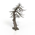 Dead Tree With Thick Trunk And Dry Branches And No Leaves Isolated On White Background