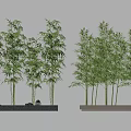 Tall Green Bamboo Plants In Rectangular Planters For Modern Garden Decor