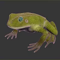 Frog Poison Frog Game Frog Reptile Cold Blooded Animal Reptile 3d model