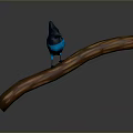 Blue and black bird perched on curved wooden branch against dark background
