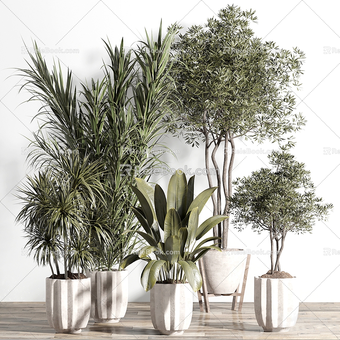 Indoor plants 3d model