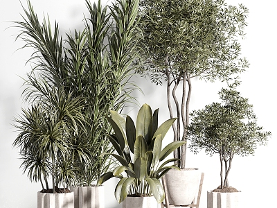 Indoor plants 3d model