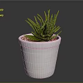 Green Striped Succulent Plant In White Terracotta Pot With Small Pebbles
