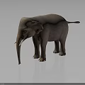 Realistic Gray Elephant with Tusks Standing on Dark Background Showing Smooth Skin Reflection