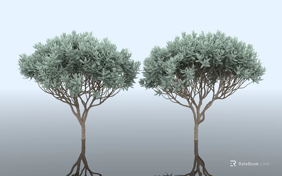 Two Trees with Green Leaves Slender Trunks Against Gradient Blue Gray Background and Ground Reflections 3d model