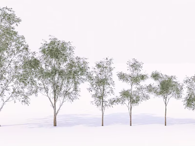 Row of Tall Arbor Trees with Green Foliage and Brown Trunks on White 3d model
