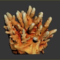 Coral Red Coral White Coral Blue Coral Gold Coral Black Coral Ball Coral Grass Coral Fine Finger Anemone 3d model