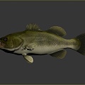 Modern Fish Fish Specimen Catfish 3d model