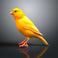 Yellow Bird Standing On Black Surface With Reflection In Studio Lighting