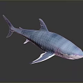 Blue Shark 3D Model Featuring Blue And White Color On Gray Background With Reflection 3d model