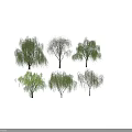 Varied Willow Trees Showing Lush Foliage and Bare Branches Isolated on White 3d model