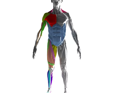 Human Body Structure Toys Children's STEM Cognitive Science and Education Puzzle Organ Assembly Skeleton Structure Activity Hand Bright White Male Model Props Full Body Display Stand Men's Clothing 3d model