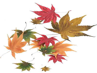 Vibrant Autumn Maple Leaves In Red Yellow Orange Green And Brown Hues 3d model