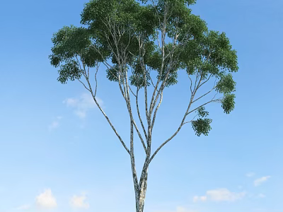 Tall Arbor Tree with Thick Trunk Lush Branches and Leaves Against Blue Sky White Clouds 3d model