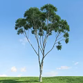 Tall Arbor Tree with Thick Trunk Lush Branches and Leaves Against Blue Sky White Clouds