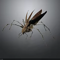 Close Up View Of Brown Insect With Long Legs And Textured Winged Body