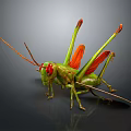 Green Grasshopper With Red Eyes Long Antennae And Red Wings On Dark Background