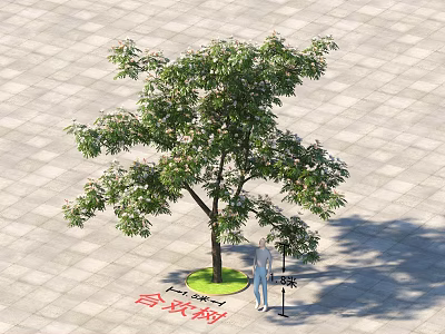 Albizia Julibrissin Tree On Paved Ground With Lush Foliage Green Circular Base And Person Nearby 3d model