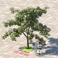 Albizia Julibrissin Tree On Paved Ground With Lush Foliage Green Circular Base And Person Nearby