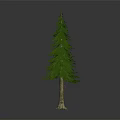 Green Pine Tree With Lush Foliage Brown Trunk Exposed Roots On Reflective Dark Surface 3d model