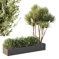 Potted Bonsai Plants With Multiple Stems And Low Growing Shrubs In Rectangular Planter 3d model