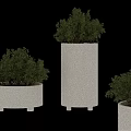 Potted Bonsai Plants in White Pots with Various Shapes Raised Bases and Lush Green Foliage