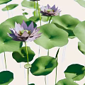 Blooming Lotus Flowers With Green Lily Pads Floating On Calm Water Surface