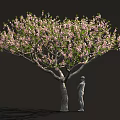 Lush Blooming Tree with Abundant Pink Blossoms and Person Standing Beside