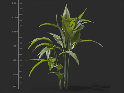 Green Leafy Plants With Long Leaves Slender Stems And Size Measurement Scale 3d model
