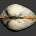 Natural Shell With White Yellow Gray Color Ribbed Surface And Smooth Texture