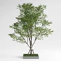 Landscape tree, arbor, courtyard tree, street tree, tree pool 3d model