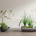 Elegant Bonsai Potted Plants With White Flowers In Gray Pots On Wooden Tabletop