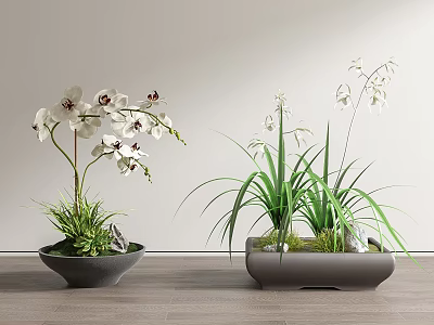 Modern Phalaenopsis Bonsai 3d model