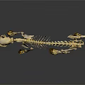 Detailed Cat Skeleton Display With Complete Bone Structure On Dark Background 3d model