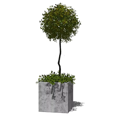Bonsai Potted Plant With Curved Trunk Round Green Canopy In Square Gray Pot 3d model