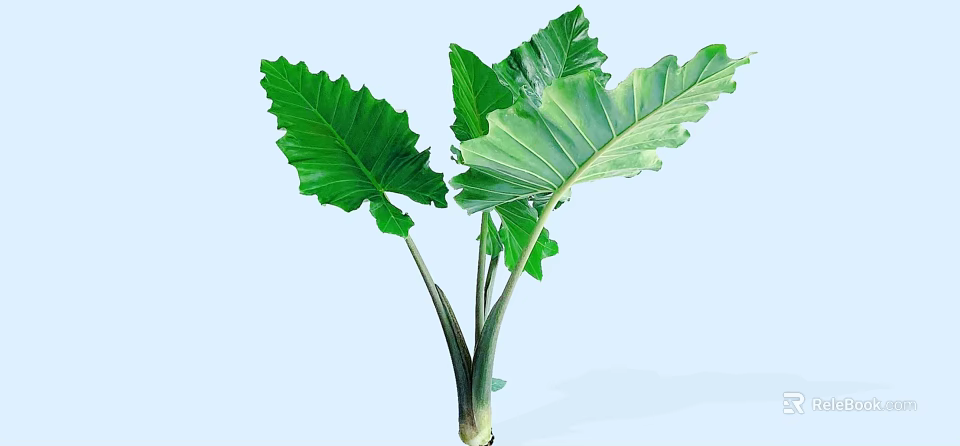 Lush Green Shrub With Large Vibrant Leaves And Healthy Stems 3d model 