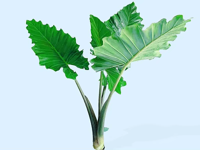 Lush Green Shrub With Large Vibrant Leaves And Healthy Stems 3d model