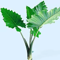 Lush Green Shrub With Large Vibrant Leaves And Healthy Stems