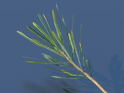 Green Plant Branch With Long Slender Leaves And Spikes On Blue Background 3d model