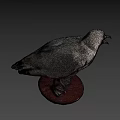 Seagull Taxidermy Mount On Wooden Base With Dark Background