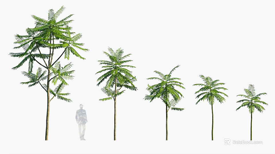 Different Sizes of Arbor Trees with Green Foliage and Human Figure for Size Comparison 3d model 