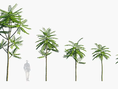 Different Sizes of Arbor Trees with Green Foliage and Human Figure for Size Comparison 3d model