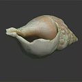 Conch with White Shell Brown Patterns Showing Orange Liquid Inside on Black Background with Reflection 3d model
