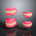 Anatomical Dental Models of Oral Organs Showing Upper Lower Jaws with Tooth Details